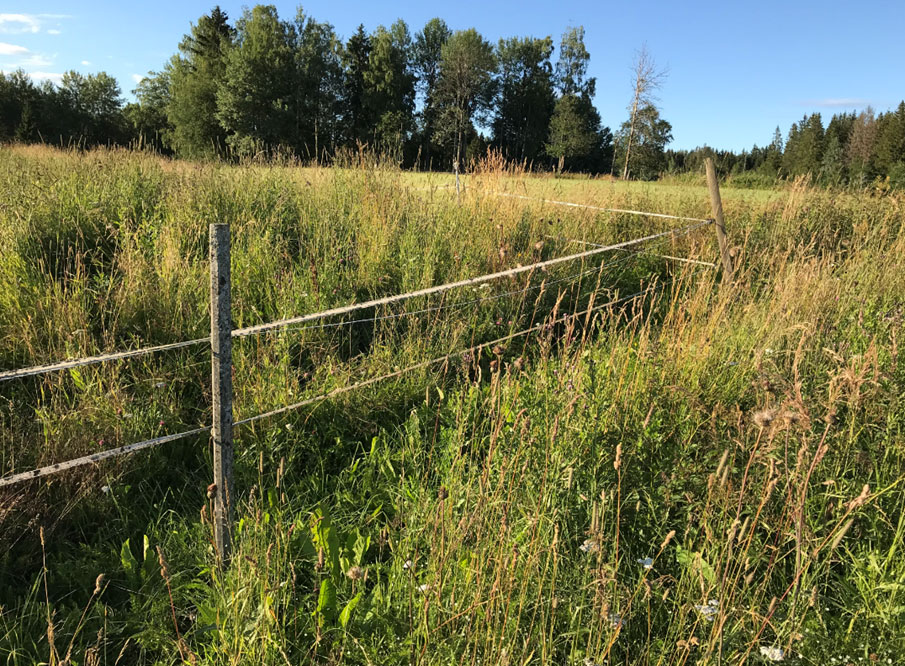 Lavt strømgjerde på trepåler som går igjennom et jorde av gress og blomster.